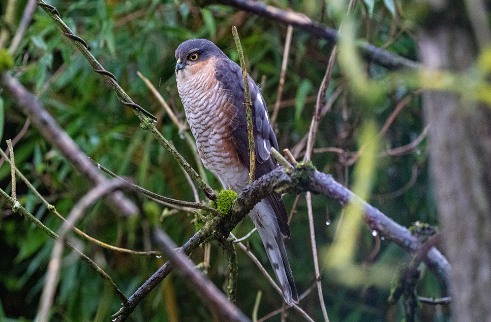 Winter birds of prey at WWT Martin Mere