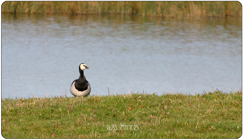 Recent sightings 30th October - 5th November