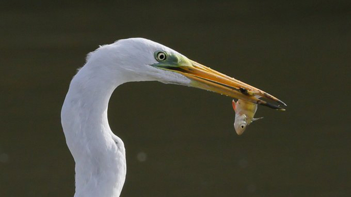 Egrets & herons enjoying project mud