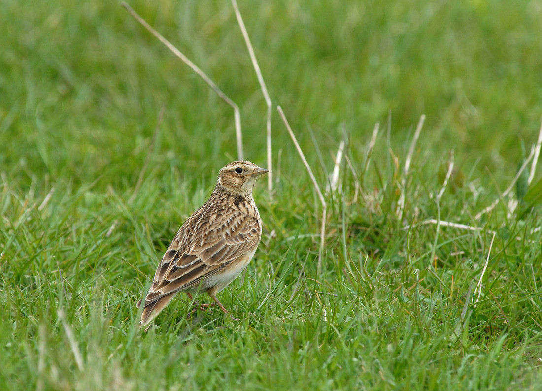 Wildlife sightings for 26th September 2022