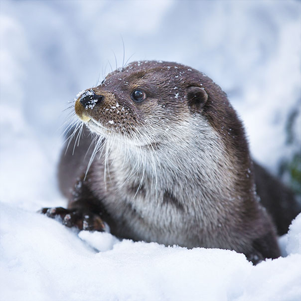 Give the gift that gives back to nature this Christmas