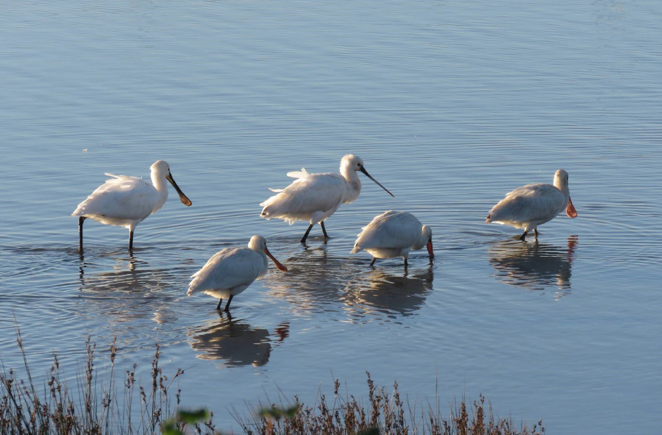 Recent Sightings 20th-26th November