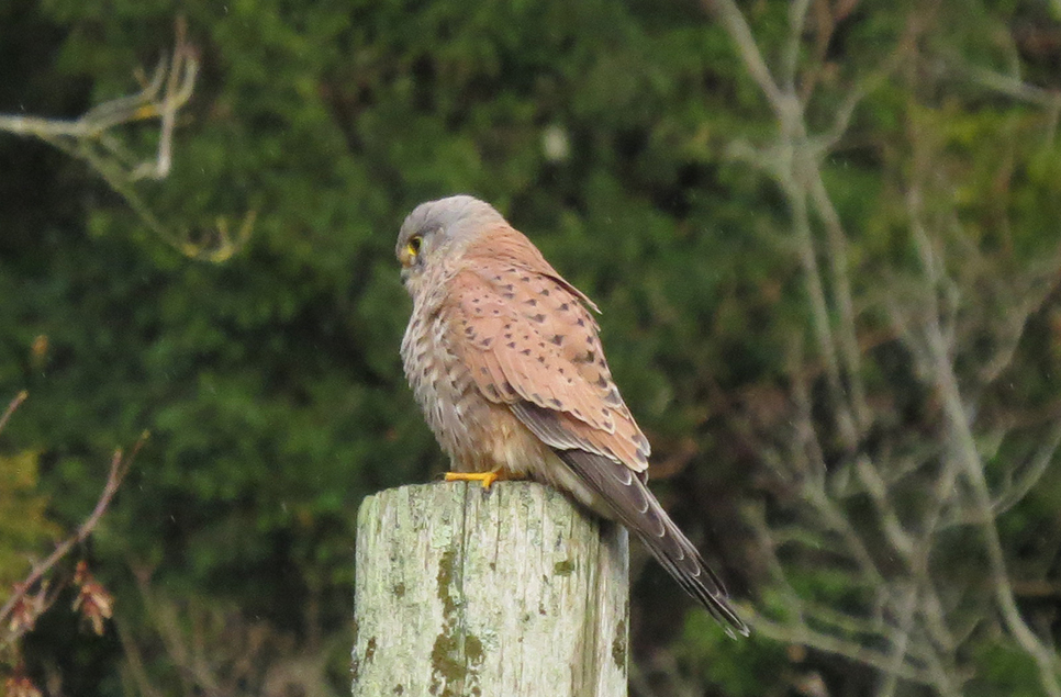 Kestrel and Great white egret still around