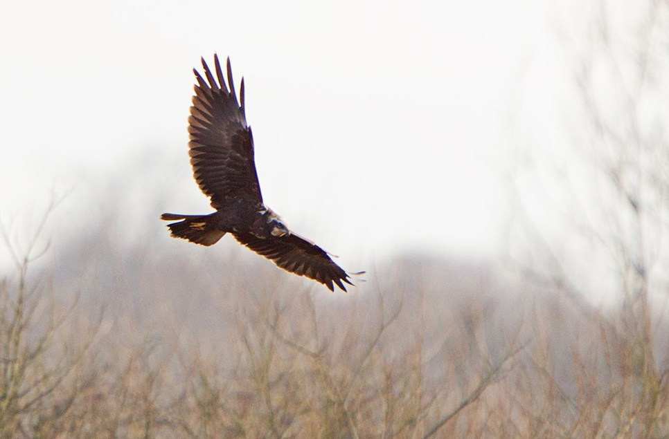 Marsh Harrier roost at Arundel