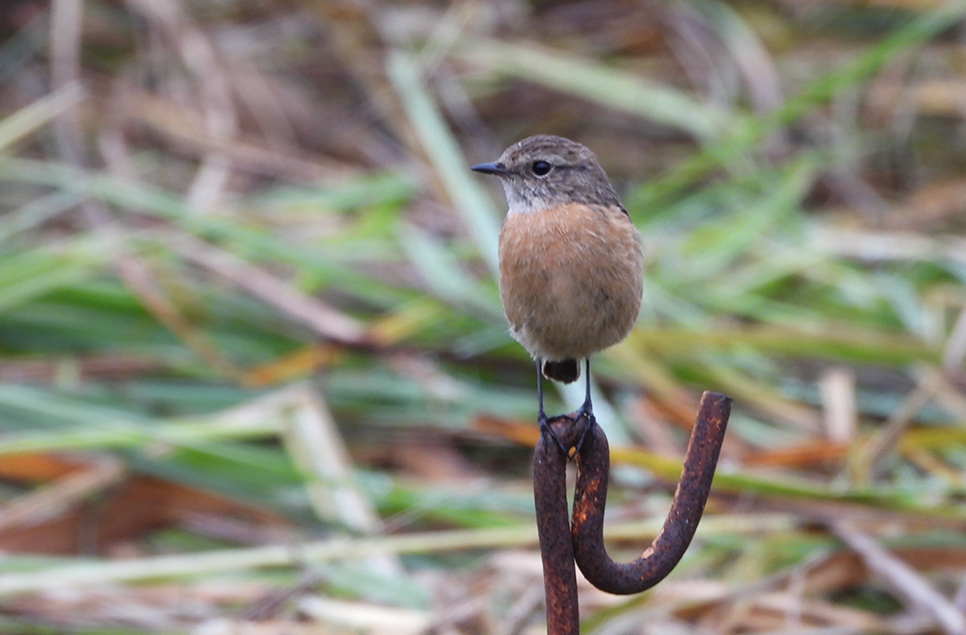 Redwings, fieldfare and woodpeckers