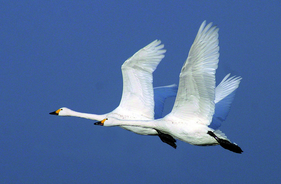 Bewick's swans in the valley