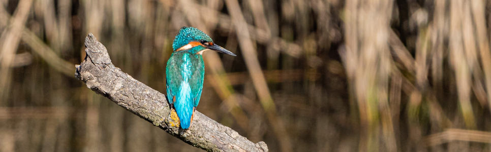 Kingfisher - Sept21 - Ian Henderson 966x300.jpg