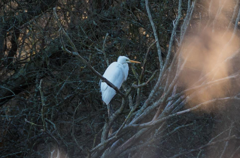 Great egret & cattle egrets around