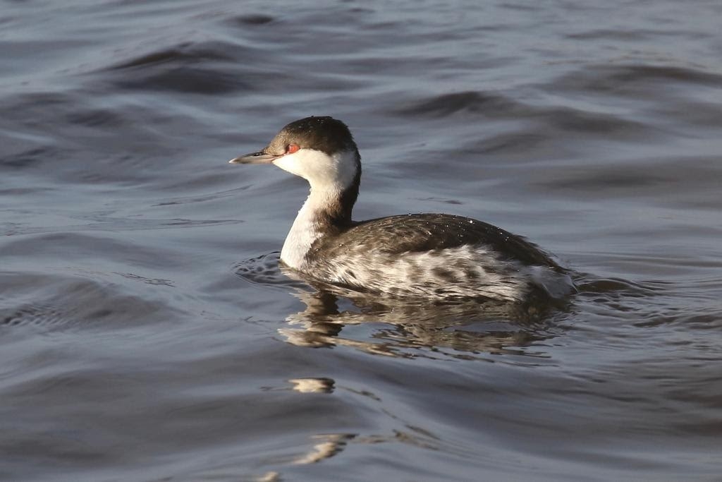 Slavonian Grebe