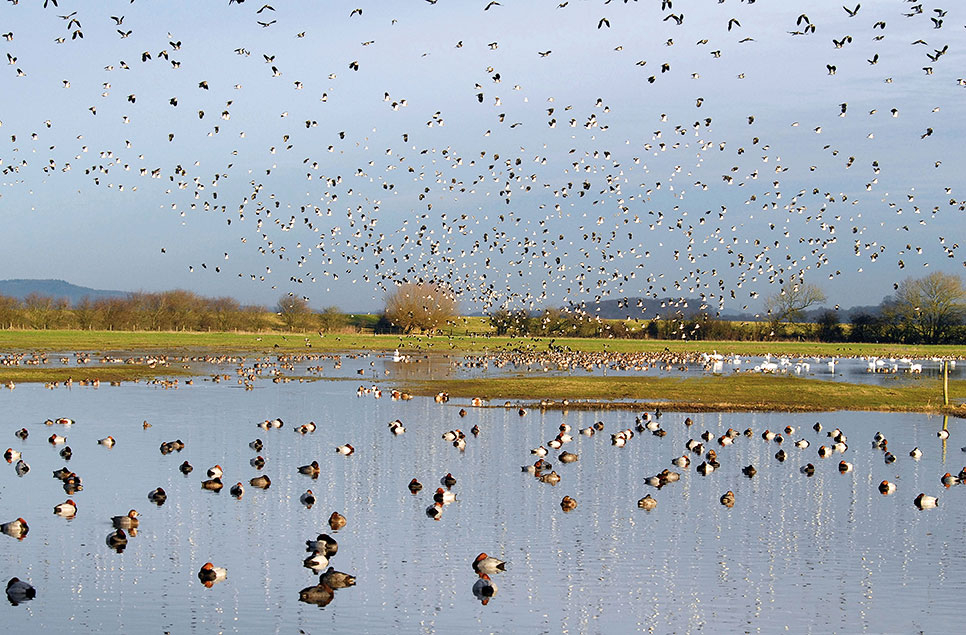 WWT sets out what is needed to effectively implement biodiversity net gain