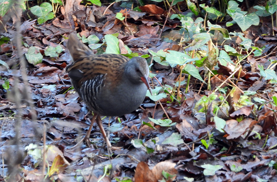 Water rail at three spots onsite