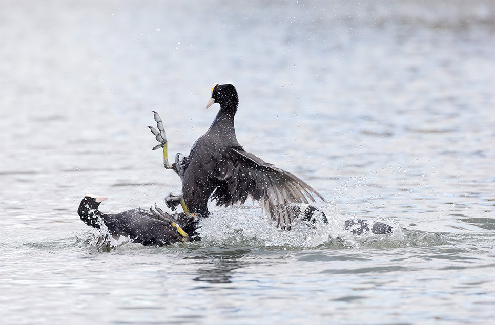 View: Wildlife Photography Workshop 