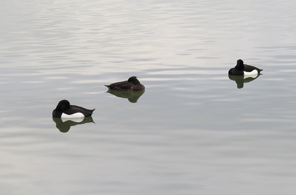 Shelduck and teal numbers up