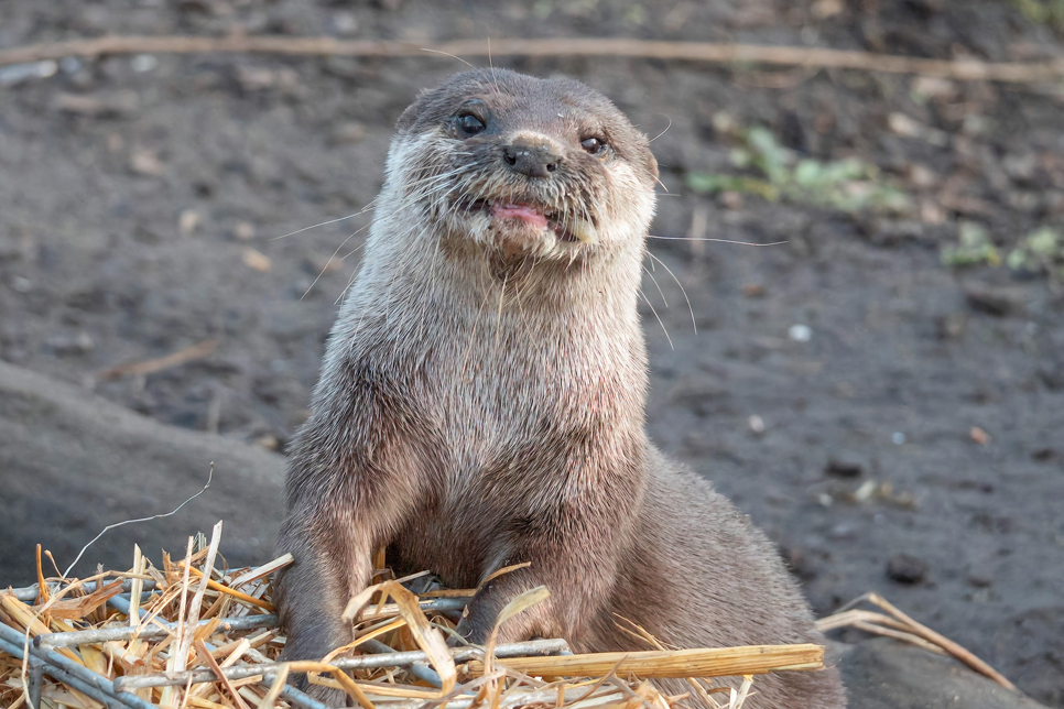 Otter enrichment reaches a new level