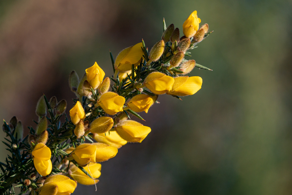 Gorse 966x644.jpg