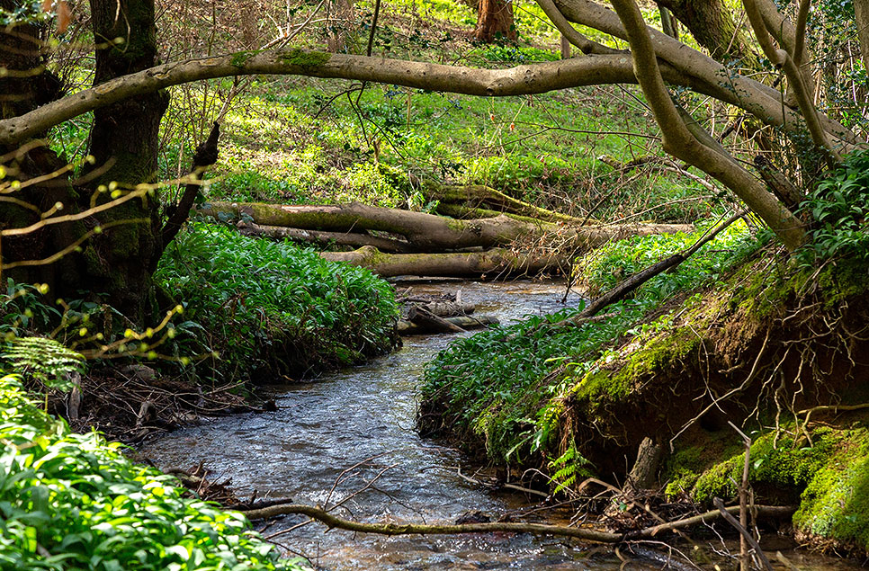 On World Wetlands Day APPG for Wetlands hears evidence on the vital role of wetlands in managing flood risk