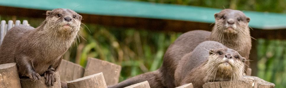 Asian short-clawed otters - Ian Henderson 966x300.jpg