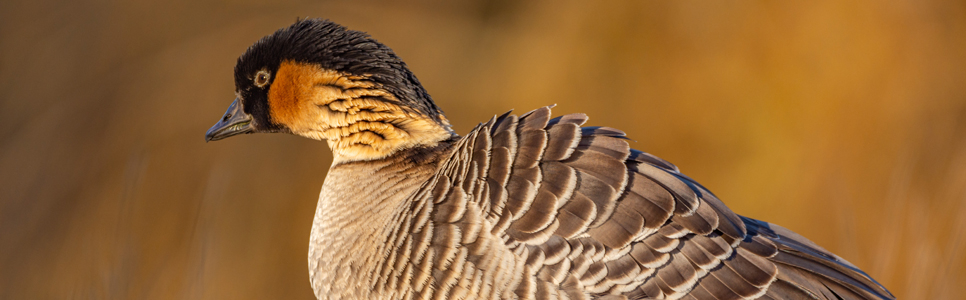 Hawaiian goose - nene - Ian Henderson 966x644.jpg