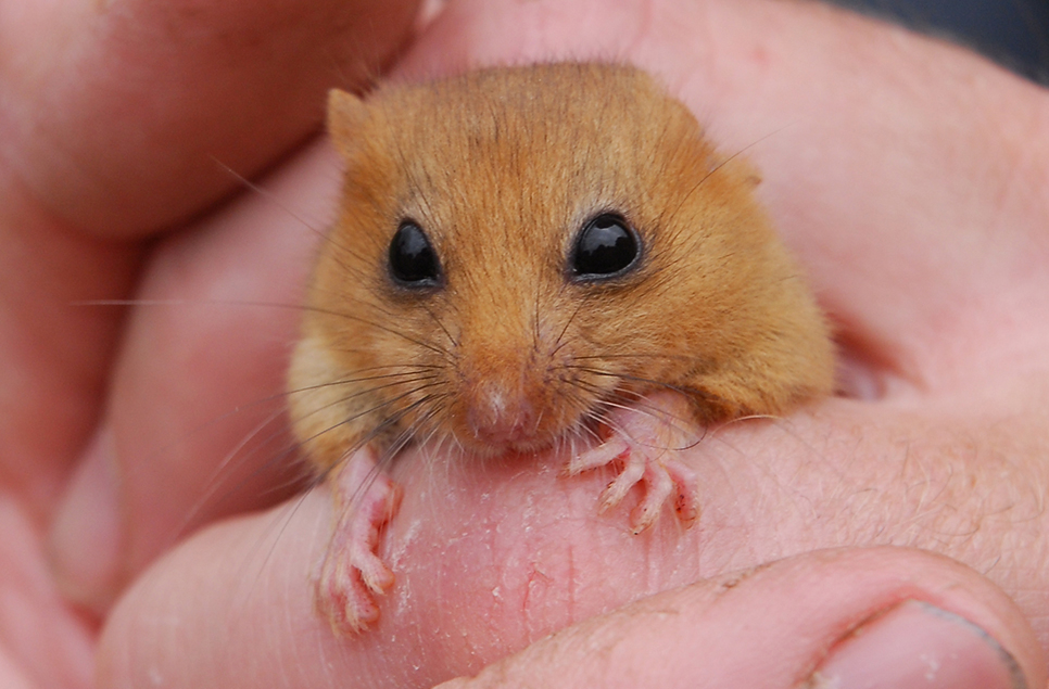 dormouse in hand.jpg