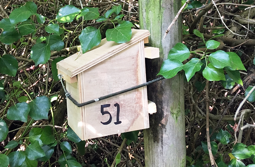 Conservation Project: make a dormouse box