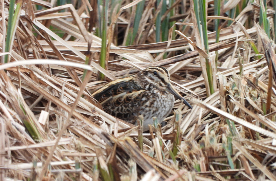 Jack snipe at Ramsar & kingfishers courting 