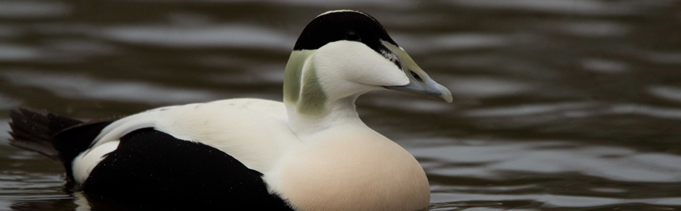 Male eider stock 966x300.jpg