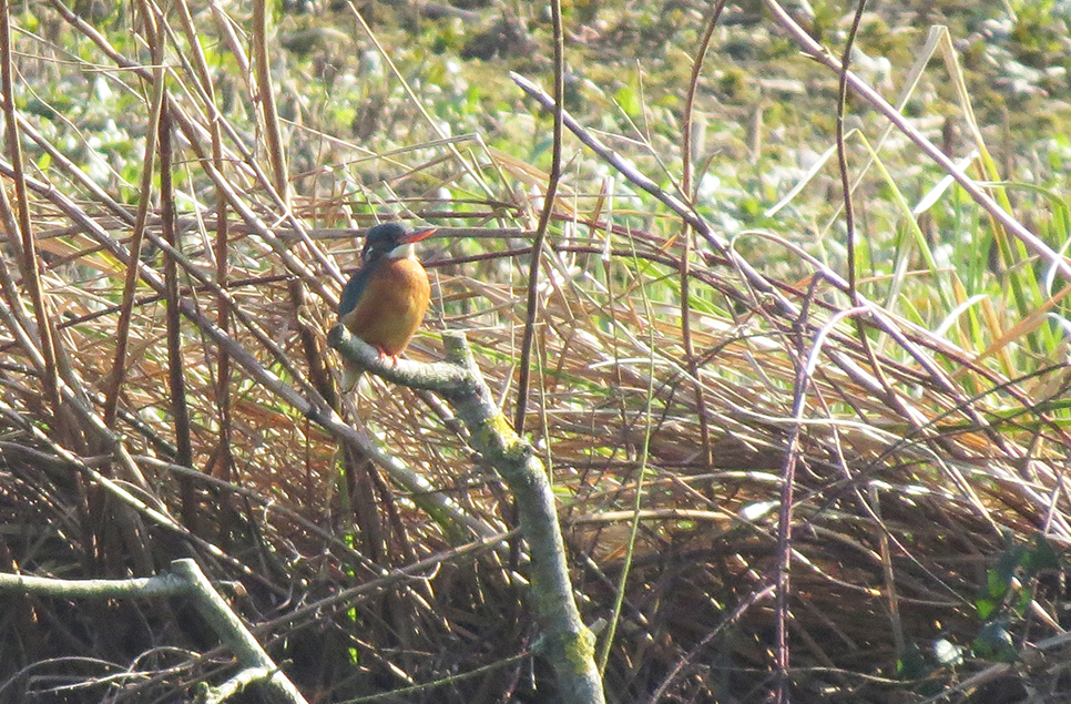 Kingfishers on Arun Riverlife delight visitors