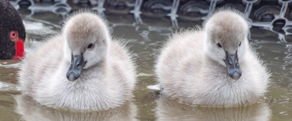 Cygnets black swan 966x400.jpg