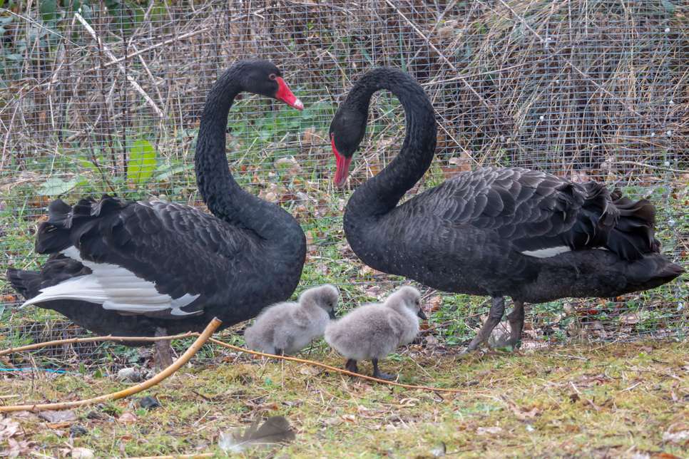 Double trouble as our black swans welcome two cygnets