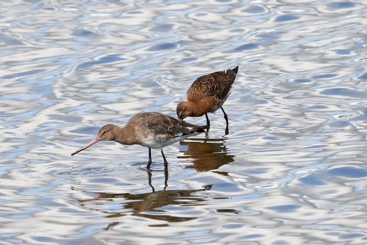 Welney Pair BT Godwits Kim Tarsey-scr.jpg