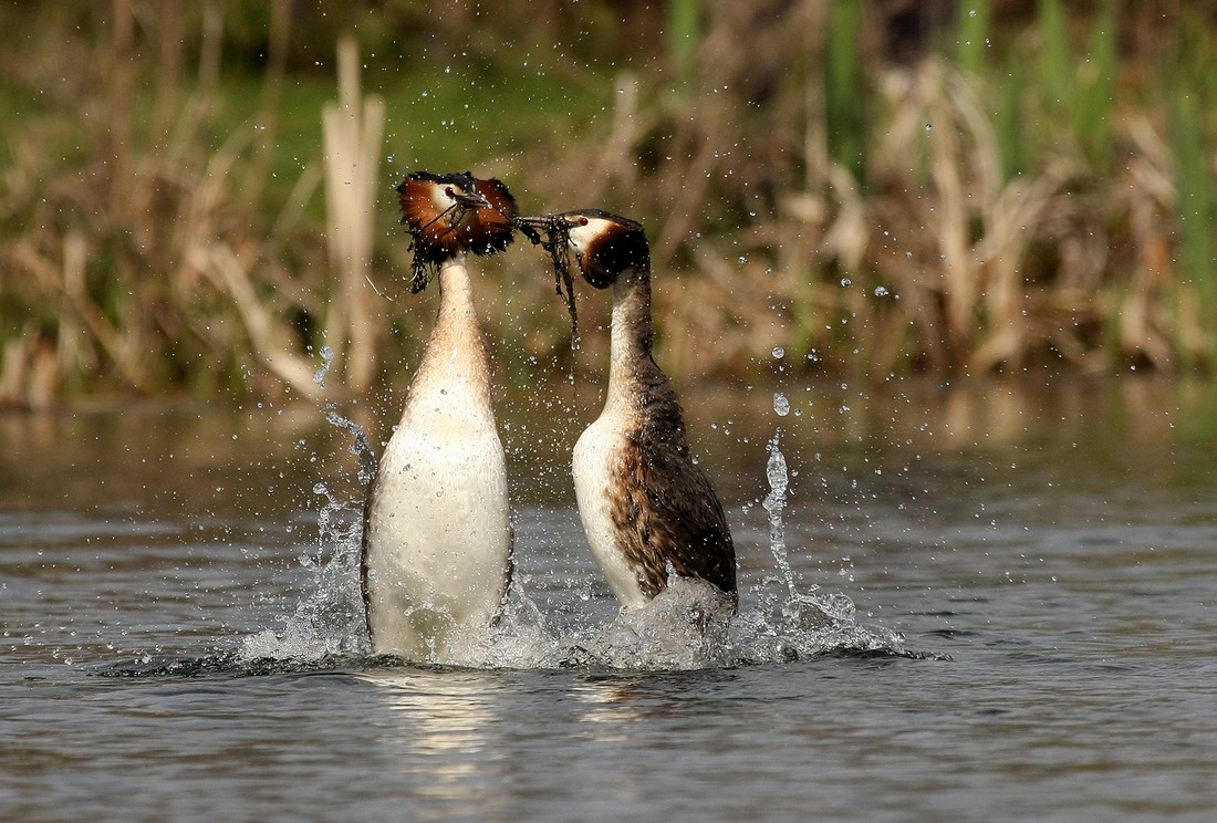 Wildlife sightings for 25th July 2022