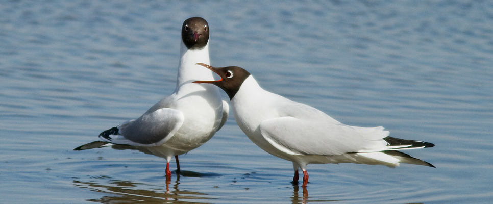 Black-headed gull 966x400.jpg