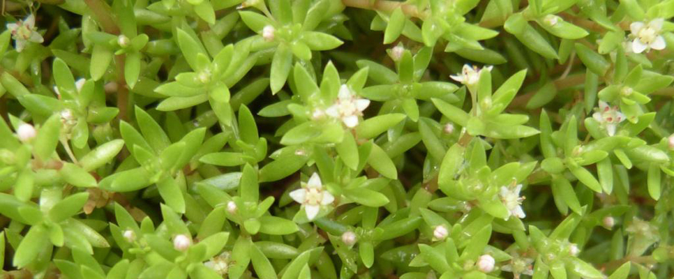 Crassula helmsii plant stock 966x400.jpg