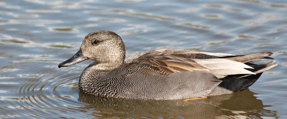 Gadwall (2) 966x400.jpg