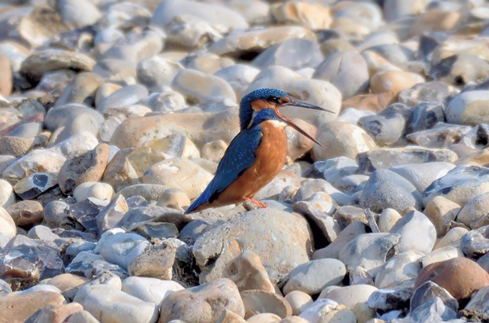 Second kingfisher pair nesting onsite