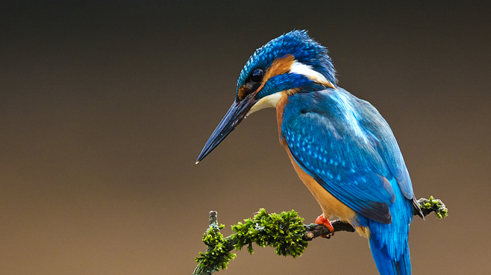 Kingfisher feature crop 717.JPG