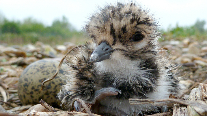 The Millennium Wetlands burst into life