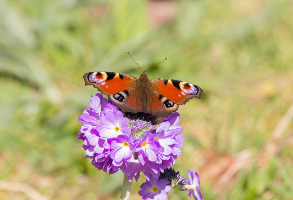 Wildlife Sightings 11/05/2023