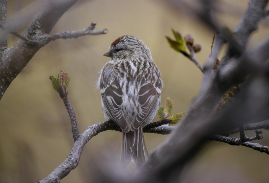 Recent Sightings 15th -20th January