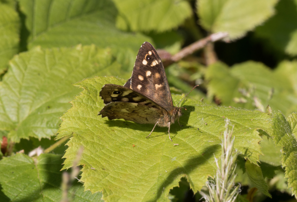 Wildlife Sightings 24/05/2023