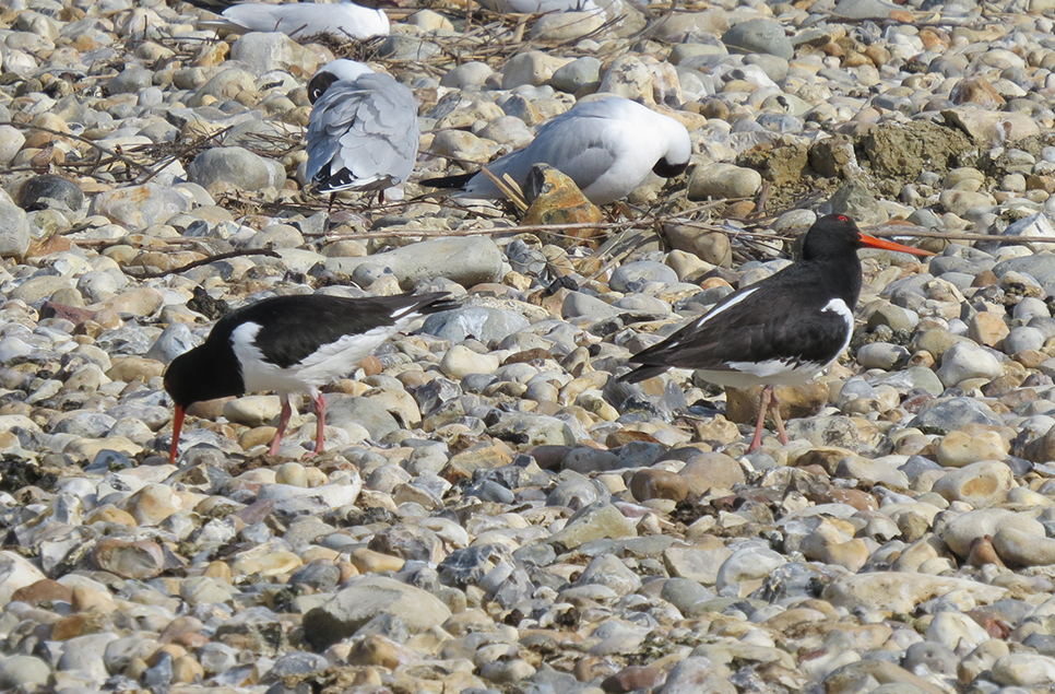 Singing and nesting around the reserve