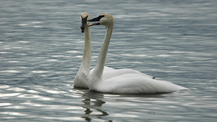 trumpeter pair.jpg