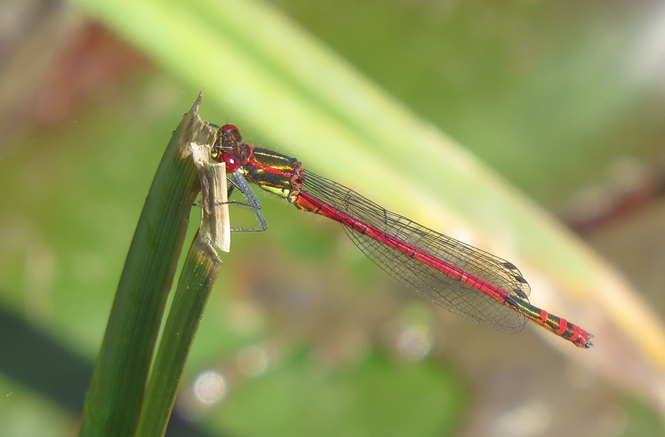 Damsels & dragons emerging