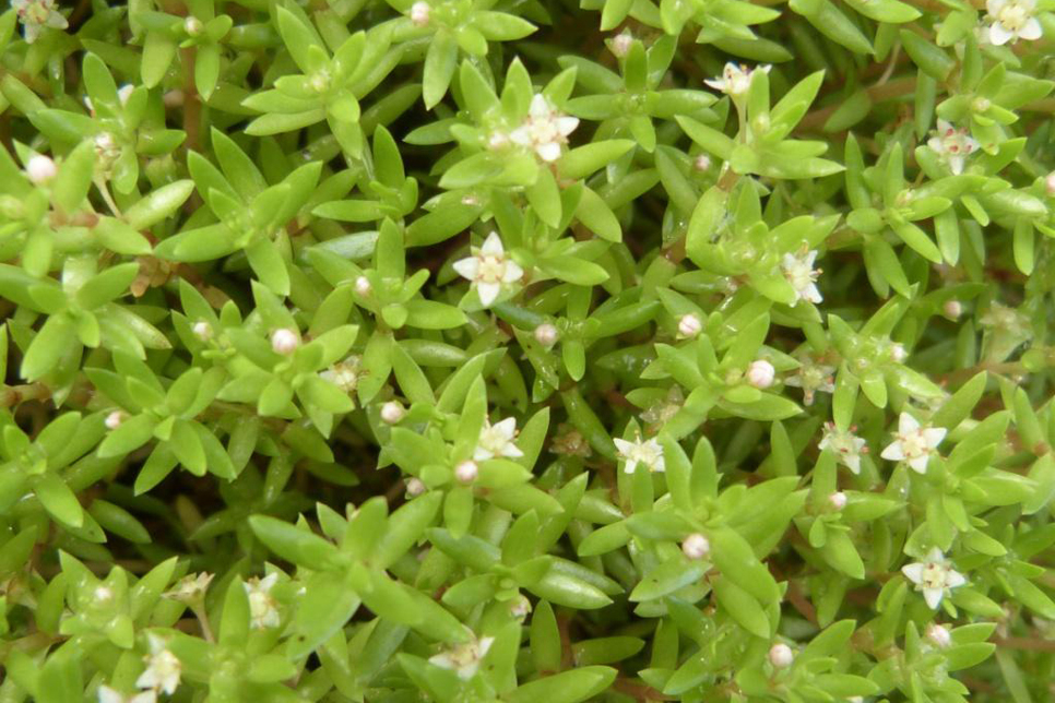 Lets talk about invasive species - crassula helmsii