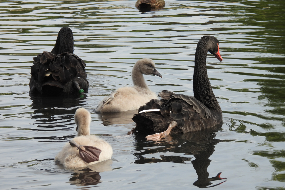 Black swan cygnets - 18 May (15) 966x644.jpg