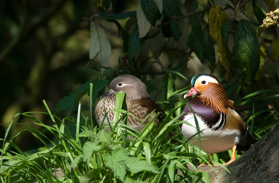 Mandarin ducklings, great egret & sand martin sightings