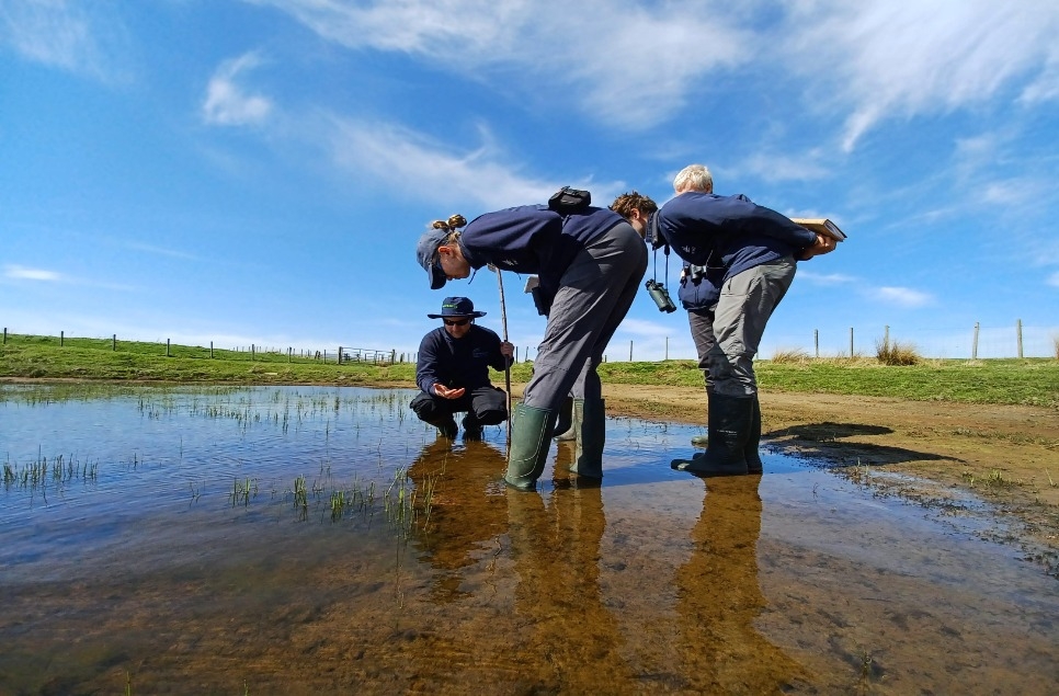 Nattering Natterjacks