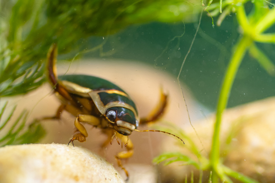 Weekend Family Nature Adventures: Pond Dipping, Stork Talk, and Minibeast Hunts