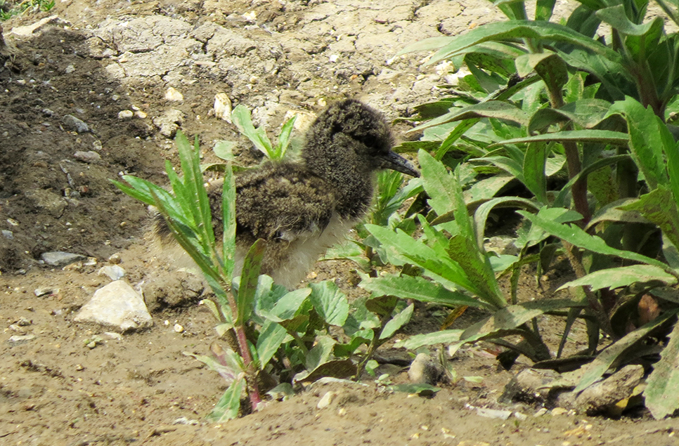 May 28-June 5 is Wonderful Wildlife Week at WWT Arundel