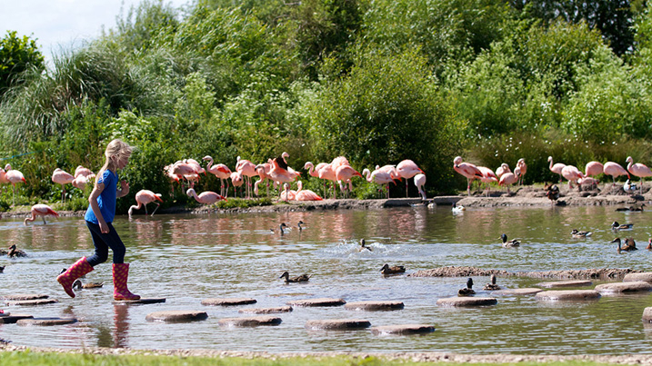 slimbridge_stepping_stones_717x403.jpg